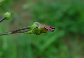 Image result for Polysphaeria lanceolata