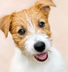 Maybe you would like to learn more about one of these? San Francisco Taxidermy And Pet Cremation Services Animal Family Pet Preservation