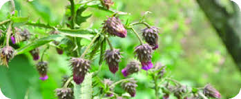 Image result for Laggera