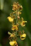 Image result for Eulophia fridericii