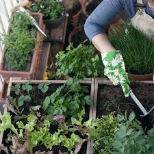 When to plant zucchini in ny. 14 Foods You Can Re Grow From Kitchen Scraps Apartment Therapy
