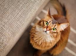 Ich würde gerne wissen ab wann man kitten entwurmen sollte, oder muss? Katze Hat Wurmer Symptome Therapie