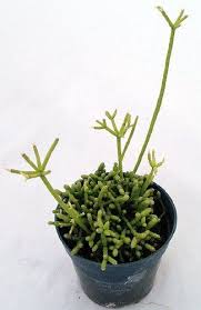 Form of succulent or cactus. Drunkard S Dream Mistletoe Cactus Cactus Plants Plants Cacti And Succulents