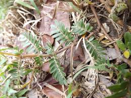 Image result for Tribulus zeyheri