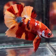 Looking for exotic nemo candy koi veiltail/slayer betta? Aaa Breeder Grade Live Betta Fish Big One 1 6 Inches Koi Nemo Galaxy Hmpk 129 Live Aquarium Fish Aquarium Fish Aquarium Fish For Sale