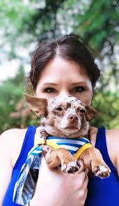 Found female chihuahua, very sweet and friendly