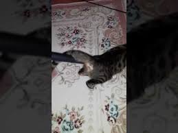 Kizginliga Giren Disi Kedi Nasil Sakinlestirilir Izleyin Abone Olun Youtube