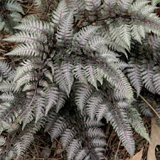 This species was redefined as a member of genus anisocampium in 2011 based on phylogenetic analyses., but the genus has since been sunk into athyrium. Japanese Painted Fern From Park Seed