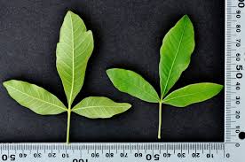 Image result for Searsia pyroides