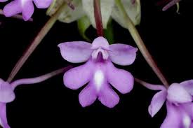 Image result for Cynorkis anisoloba