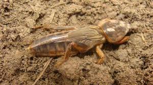 Jednak budowa owada jest nieco inna. Turkuc Podjadek Przyneta Na Suma Czy Najlepsza Steemit