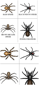Spider Type Printable Cards For Toddlers And Preschoolers Types Of Spiders Spider Theme Preschool Spiders Preschool