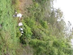 Image result for Leptactina platyphylla