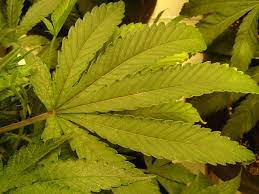 They are actually tetranychidae, which makes them more the spider mite is prone to living in a colony, which means they attack in teams and usually take up residence on the underneath of a healthy plant's leaves. Spider Mites Get Rid Of Them Pestujte Jednoduse
