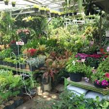 Posisi terbaik adalah didekat jendela. Tips Bisnis Tanaman Hias Skala Rumahan Bantu Keadaan Ekonomi Pak Tani Digital