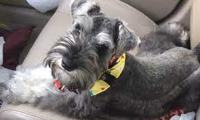 Suchen sie nach sale miniature auf searchandshopping.org. Texas Schnauzers Home