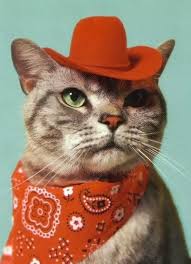 Evolves into rodeo cat at level 30 using catfruit. Cowboy Cat Blank Template Imgflip