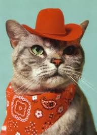 With tenor, maker of gif keyboard, add popular cowboy cat animated gifs to your conversations. Cowboy Cat Blank Template Imgflip