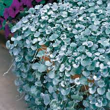 Image result for Dichondra
