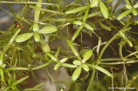 Image result for Callitriche vulcanicola