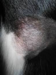 They have a red or orange marking on their bodies. Spider Bites Dog Lilly S Story Lilly Is Famous For Being Bitten