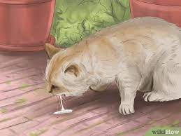 Check spelling or type a new query. 4 Ways To Deworm Cats Wikihow Pet