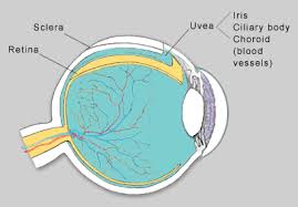 Uva, grape), also called the uveal layer, uveal coat, uveal tract, vascular tunic or vascular layer is the pigmented middle of the three concentric layers that make up an eye. Visionweb