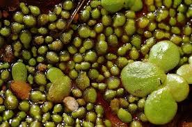 Image result for Wolffia arrhiza