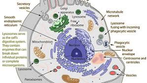Module 4 Within Eukaryotic Cells Are Specialized Vesicles Called Lysosomes Rel Niche United States Science Cells Animal Cell Structure Biology Projects