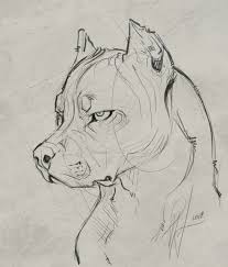 Ivana On Instagram Pitbull Boy Never Actually Drew One Before I Guess Now S The Time Dog P Pitbull Art Dog Sketch Dog Drawing