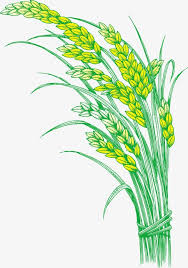 Paddy Rice Rice Hedao Png Transparent Clipart Image And Psd File For Free Download Clipart Images Clip Art Flower Painting Resize, crop, compress, add effects to your images, photos, and screenshots for free!