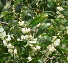 Image result for Acacia melanoxylon