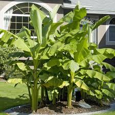 Wer Sich Eine Bananenstaude Fur Die Terrasse Oder Den Garten Wunscht Der Greift Am Besten Zu Musa Basjoo Denn Die Japanische Faserbanane Ist Mitt Palmen Garten