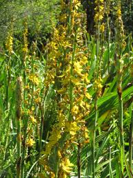 Image result for Wachendorfia