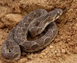 .mematikan, ular berbisa banyak tersebar di dunia termasuk di indonesia, salah satu ular berbisa yaitu kobra, king kobra, ular weling, ular laut, ular taipan, ular black mamba, dan masih banyak lagi, nah kita sudah merangkum video 5 ular paling berbisa dan mematikan di dunia yang dapat kalian. Ini 6 Ular Paling Mematikan Di Dunia Ada Yang Habitatnya Di Indonesia Semua Halaman Bobo