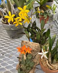 Image result for Embelia libeniana