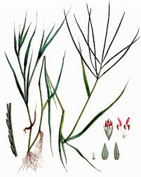 Image result for Digitaria setifolia