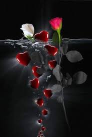 Heart Water And Rose Beautiful Flowers Beautiful Rose Flowers Beautiful Roses