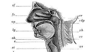 Doctors Notice Loss Of Smell And Taste Among Some Covid 19 Patients Goats And Soda Npr