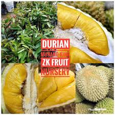 Sudah coba durian musang king? Anak Pokok Durian Musang King Cepat Berbuah Shopee Malaysia
