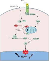 Image result for BCL2 Inhibitor