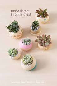 This is particularly true of the saguaro cacti that thrive in desert conditions, taking in water. Indoor Cool Cactus Succulent Projects The Garden Glove