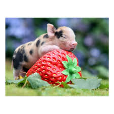 Baby Pig Sleeping On A Strawberry Postcard Zazzle Com In 2020 Cute Animals Cute Baby Animals Animals