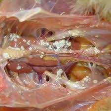 Aspergillus fungus is a common cause of respiratory problems in pet birds. Pdf Anatomopathological Aspects Of Avian Aspergillosis