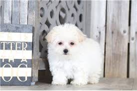 Beautiful long hair female spayed maltese. Pin On Maltipoo