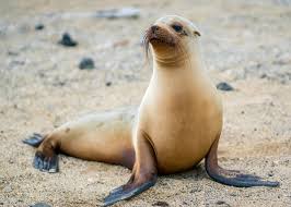 · the typical life span of a sea lion is 20. Galapagos Sea Lion Wikipedia