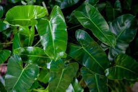 How To Care For An Alocasia Polly Plants Alocasia Plant Green Veins