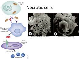 Check spelling or type a new query. Apoptosis Ppt Download