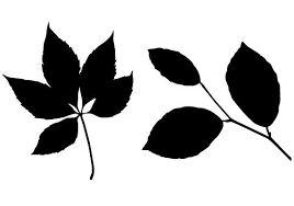 Free Leaf Silhouette Vector Two Leaves Vector Leaf Silhouette Silhouette Vector Silhouette Images