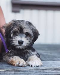 The muzzle sits wide in front of a broad skull. Lowchen 10 Of The Most Expensive Purebred Dogs Popsugar Pets